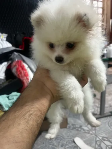 Spitz Alemão