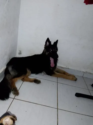 Vendo pastor alemão macho puro pelo logo ele tem um ano é um bebezão ainda  muito dócil  