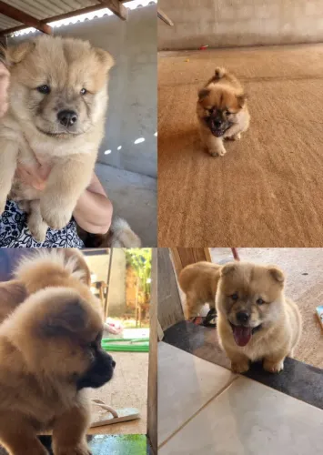 Chow-Chow 