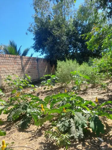 Lote <br>vende-se ou troca<br>Favor ler a descrição!!<br><br>