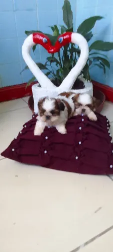 Cachorros Shitizu Fêmea