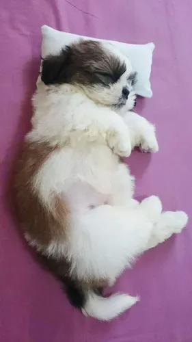 Filhotes de Shih Tzu | Filhotes que encantam qualquer um.