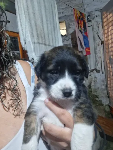 cachorrinha para doação- fêmea 