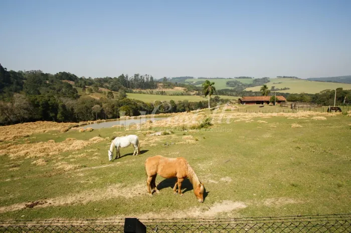 Chácara à venda em palmeira PR, COLONIA FRANCESA, PALMEIRA - PR
