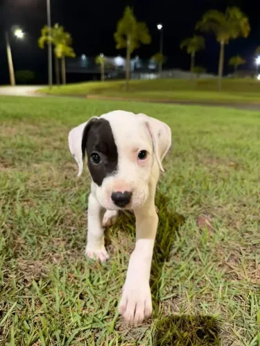 Pitbull fêmea