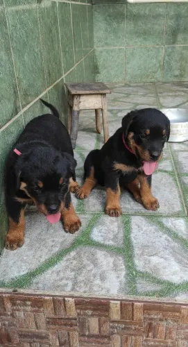 Filhotes de Rottweiler