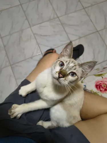Doação de gato filhote (9 meses)