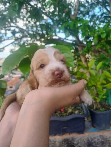 Filhotes de Cocker Spaniel Inglês disponíveis 