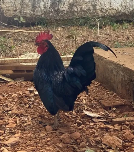 Casal de Garnize e Sebrigth dourada 