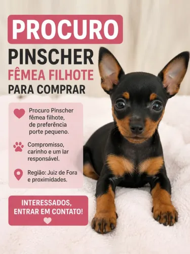 Filhote de pinscher fêmea