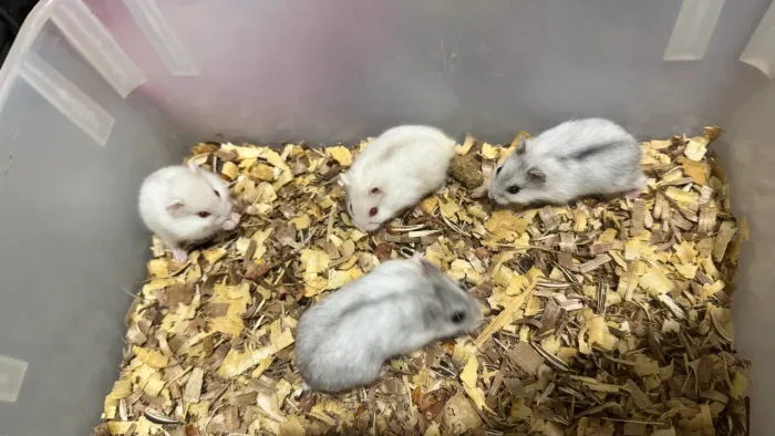 Hamster Russo