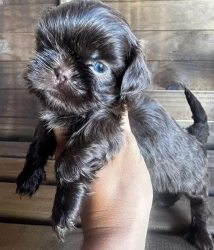 Machinho Olho Azul