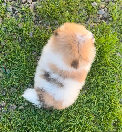 Lulu da Pomerânia MACHO Spitz alemão