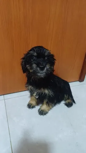 Filhotes para doação em Lagarto