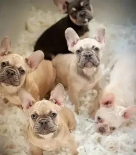 BULLDOG FRANCÊS FILHOTES - EXCELENTE PARA FAMÍLIA