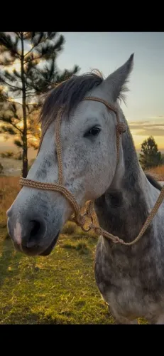 Cavalo
