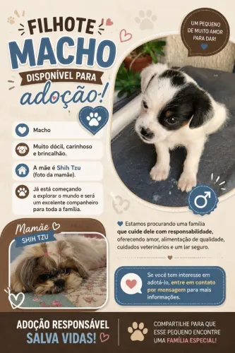 Doação de cãozinho macho