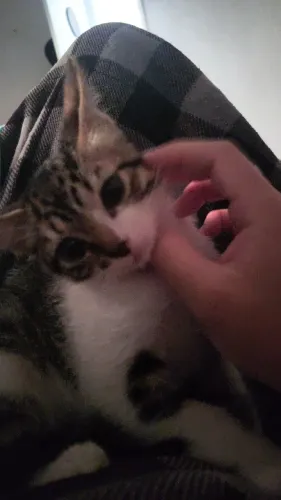 Gatinho macho 