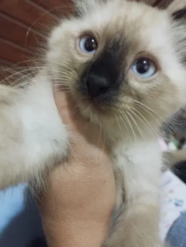 Gatos filhotes para doação 