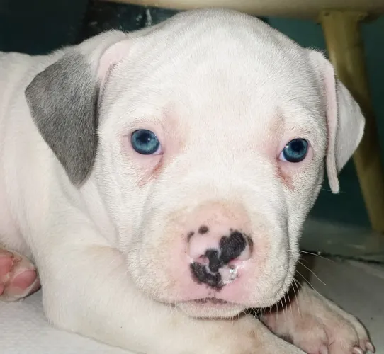 American Bully macho