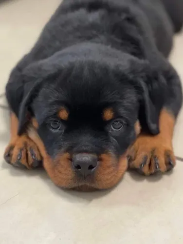 Rottweiler - O Amor Que Chega Mansinho E Fica Pra Sempre 