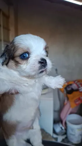 Filhotes de lhasa apso disponível 