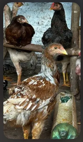 Doação de galinha caipira