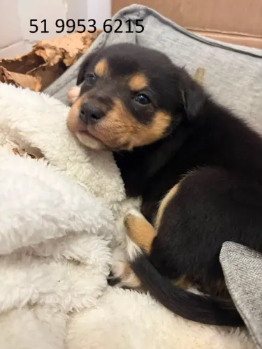 Filhotes de cachorro para doação