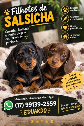 Anúncio de Cachorros