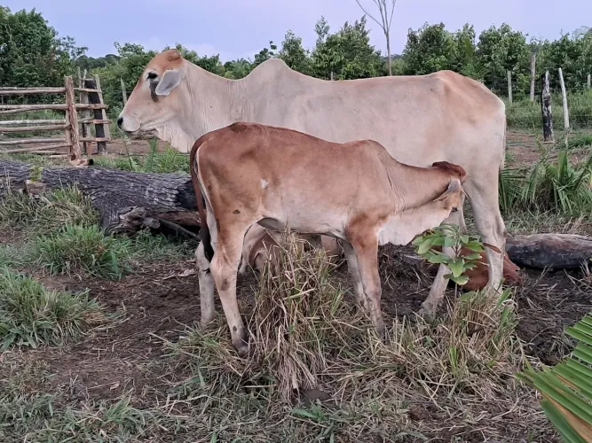 Novilha e Bezerra
