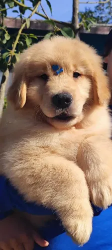 Últimos Golden Retriever liberados para entrega