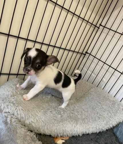 Quer um Chihuahua super fofo? Me chama no WhatsApp e veja os filhotes!
