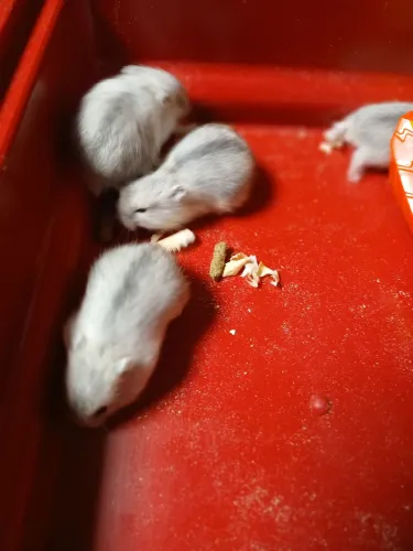 Hamster anão russo cinsa,bebês muito dóceis, vendendo por 60 reais.