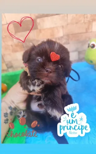 Filhotes de shih Tzu chocolates meninos