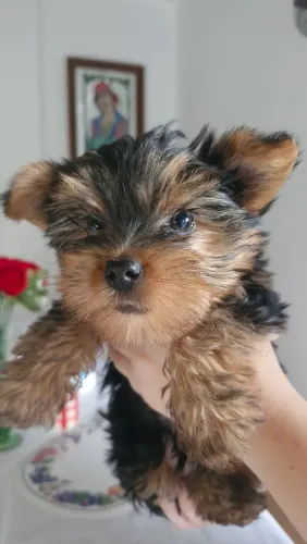 Yorkshire fêmea 2 meses