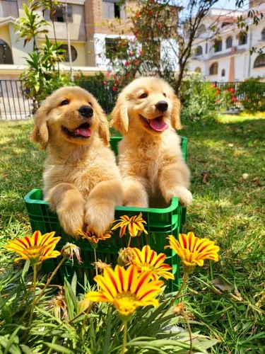 Golden Retriever - Um Pet Que Faz A Diferença Desde Que Nasceu