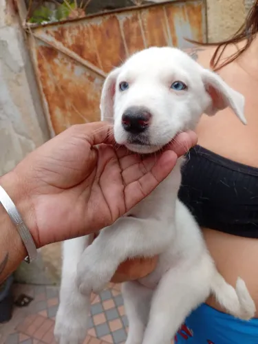 Filhotes mestiços