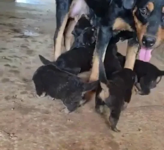 Rottweiler forte, protetor