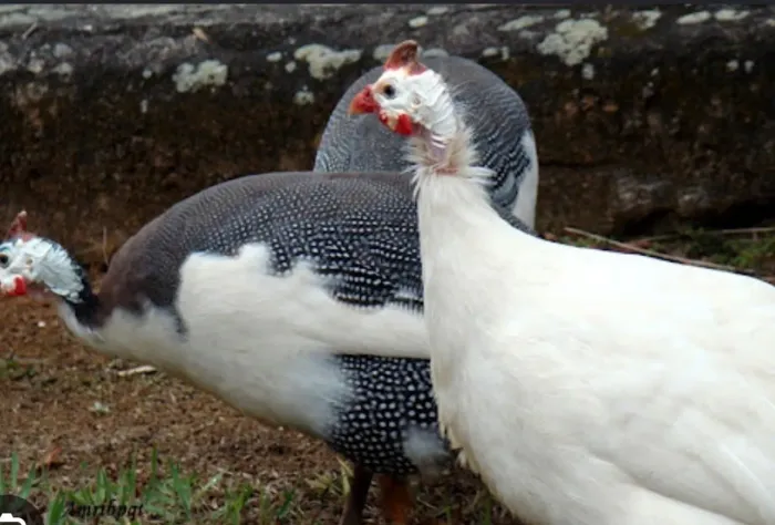 Galinha de Angola