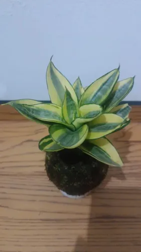 Kokedama artesanal de Mini Espada de São Jorge