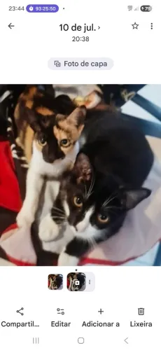 DOACAO GATINHOS