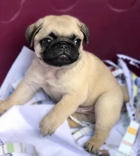 Pug fêmea disponível 