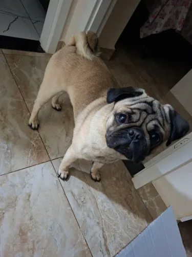 Filhote de pug forte e saudável.