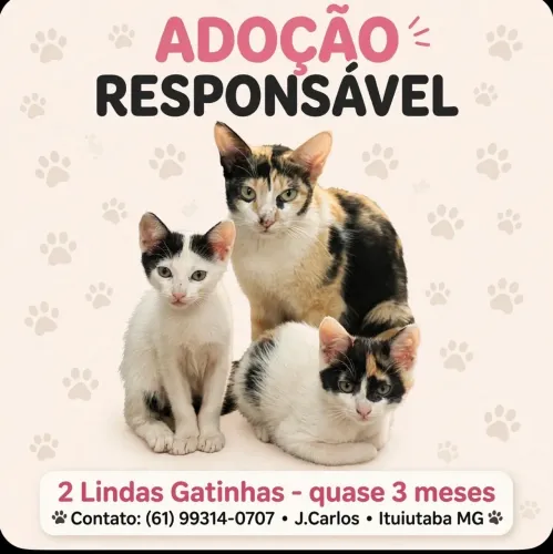 Adoção de gatinhas