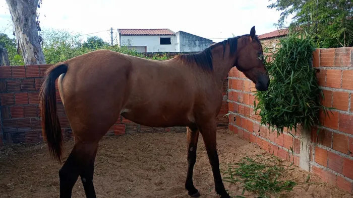 Potra quarto de milha