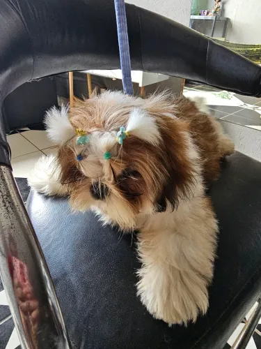 Cachorro  shitzu  lindo