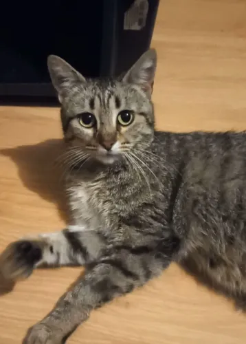 Mirella a Gatinha Guerreira.