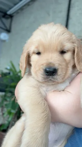 Lindos Filhotes de Golden Retriever - Prontos para Novo Lar