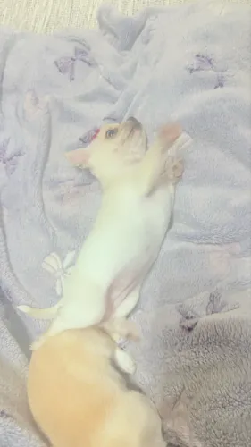 Chihuahua