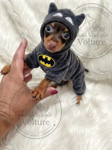 Pinscher zero menor tamanho dóceis e amorosos
